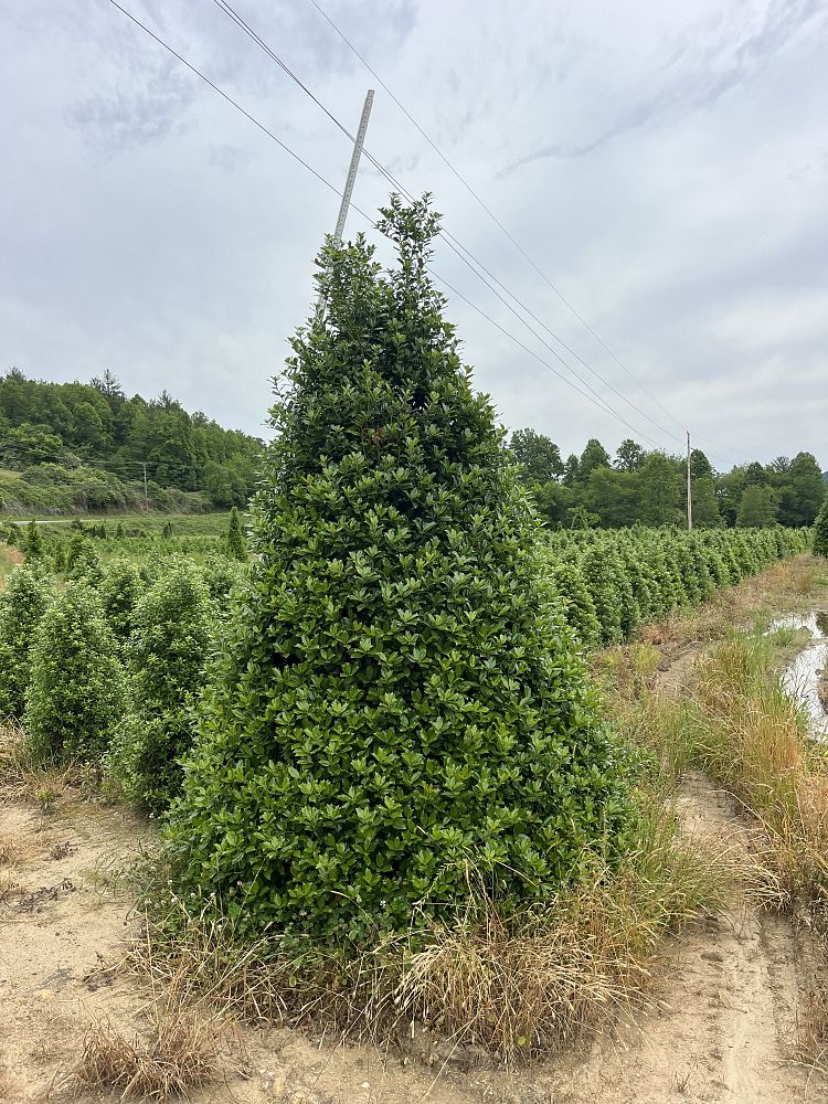 ilex-hybrid-conin-robin-trade-holly