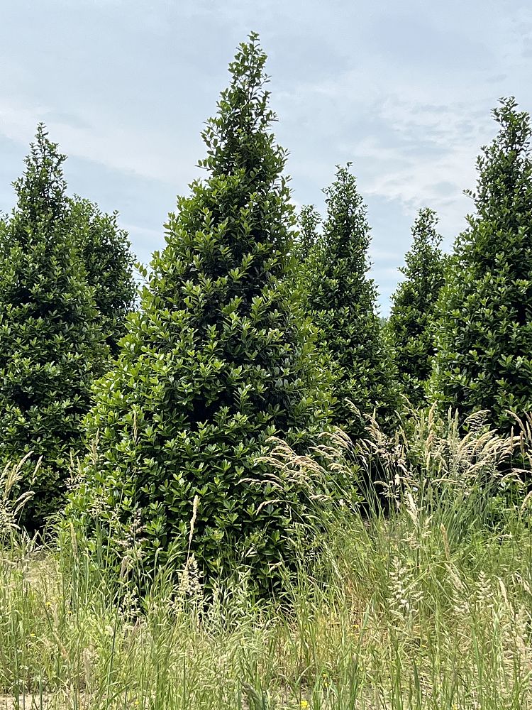 ilex-hybrid-conin-robin-trade-holly