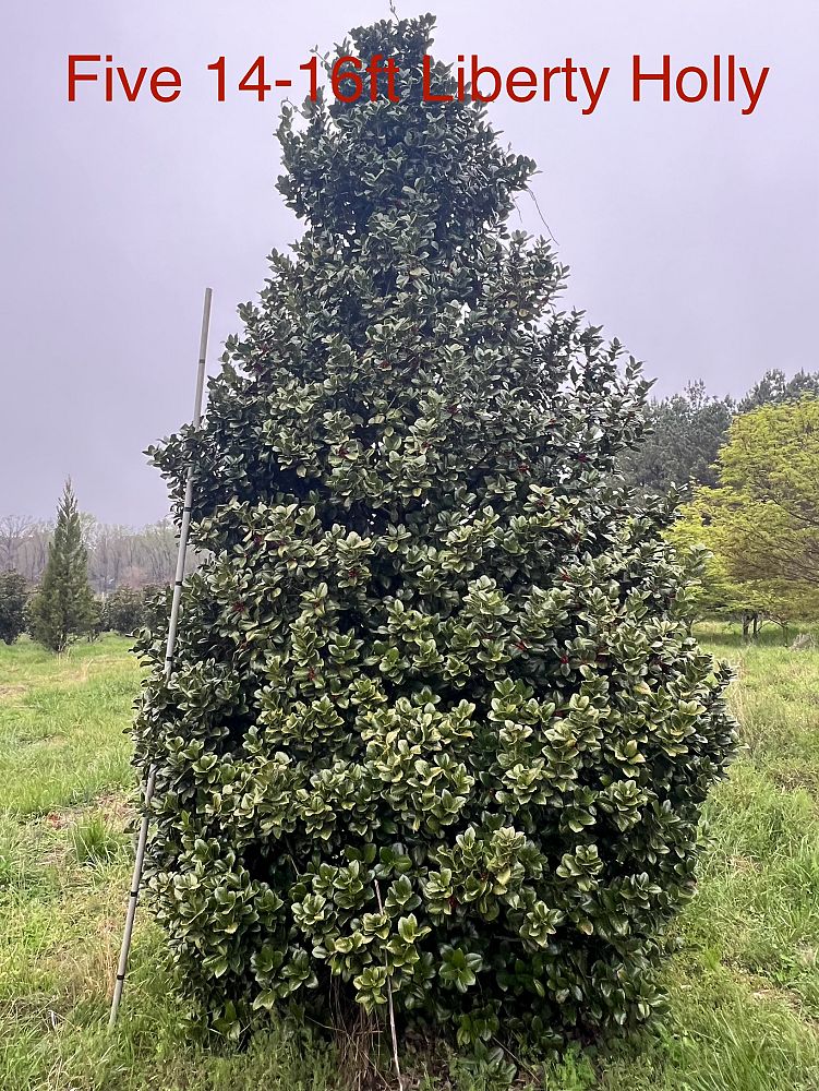 ilex-hybrid-conty-liberty-trade-holly