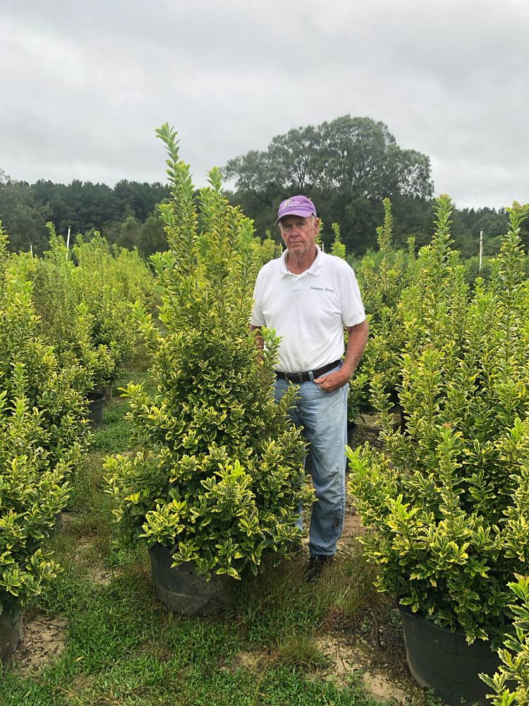 ilex-hybrid-magden-golden-oakland-reg-holly