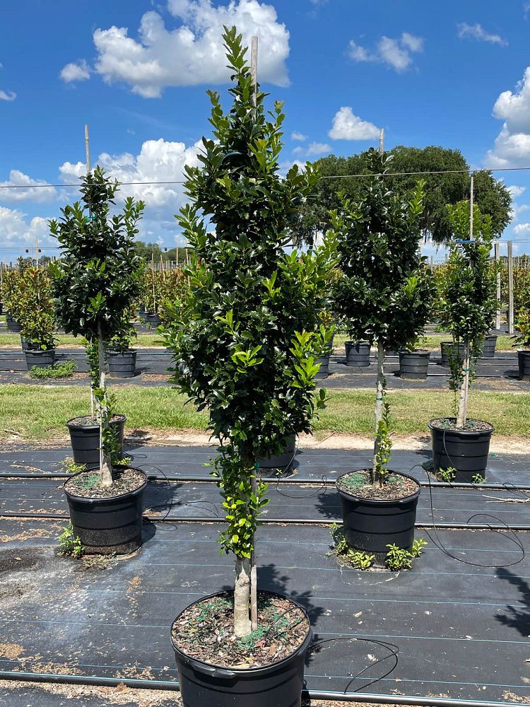 Sumter Gardens Tree Nursery | plantANT.com