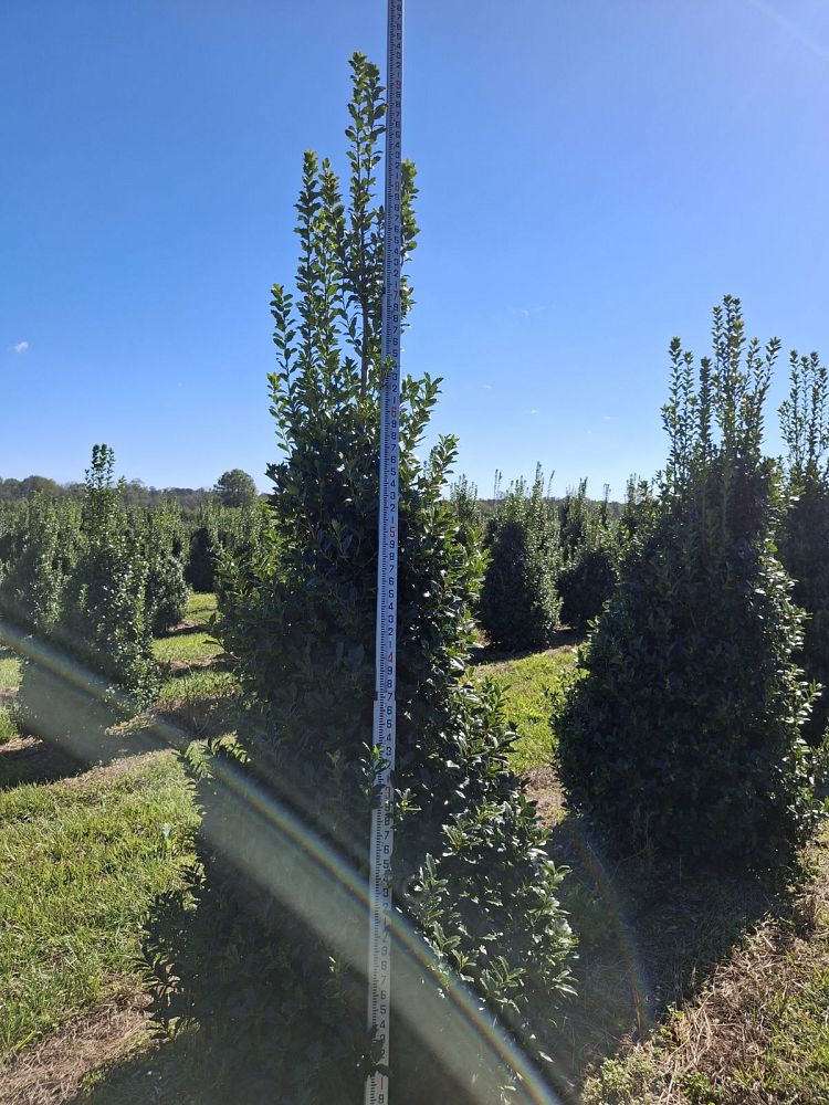 ilex-hybrid-magland-oakland-reg-holly