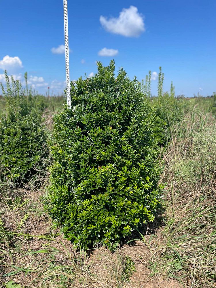 ilex-hybrid-magland-oakland-reg-holly