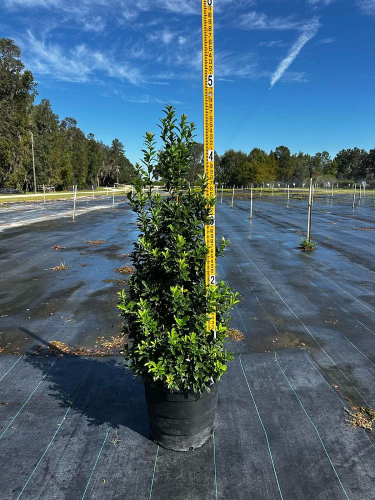 ilex-hybrid-magland-oakland-reg-holly