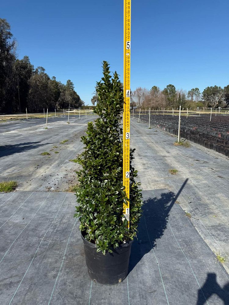 ilex-hybrid-magland-oakland-reg-holly