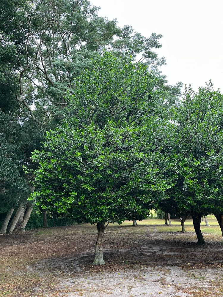 ilex-nellie-r-stevens-holly