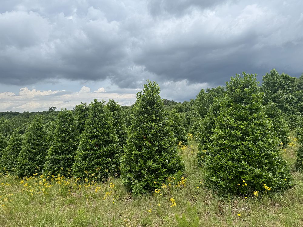 ilex-nellie-r-stevens-holly