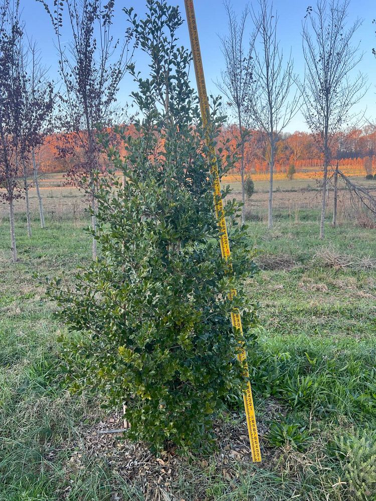 ilex-opaca-greenleaf-american-holly