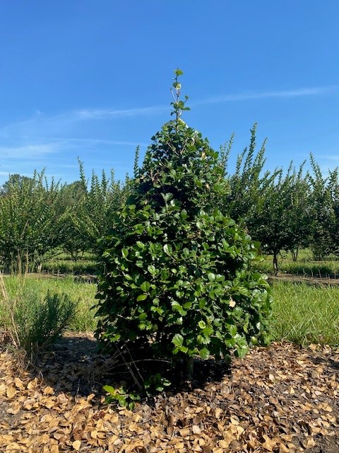 ilex-opaca-satyr-hill-american-holly