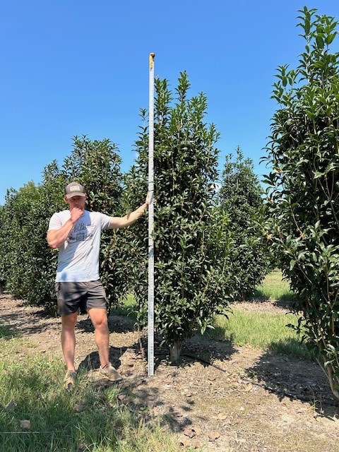 ilex-perado-steeple-holly