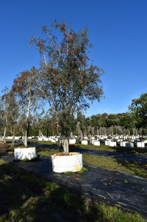 ilex-vomitoria-pendula-yaupon-holly-weeping