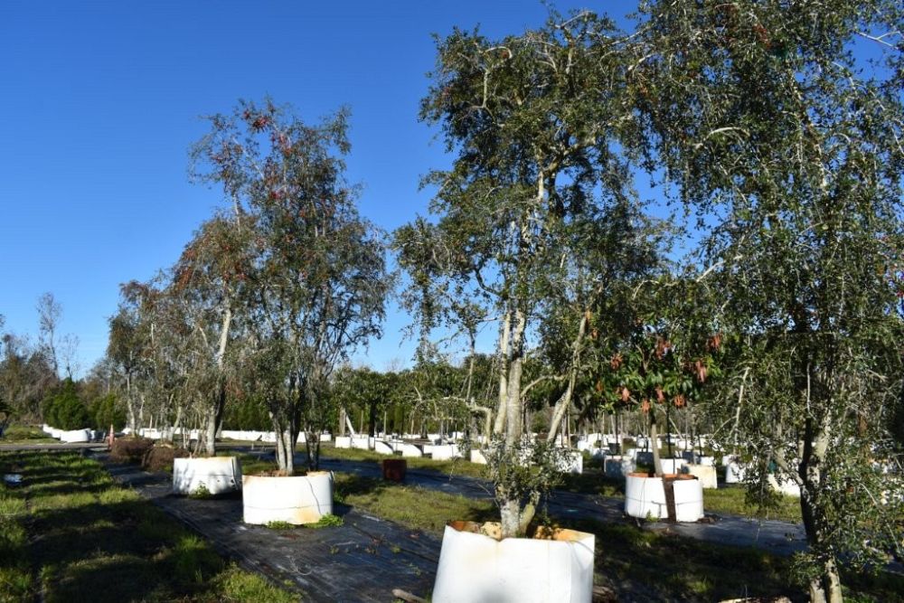 ilex-vomitoria-pendula-yaupon-holly-weeping