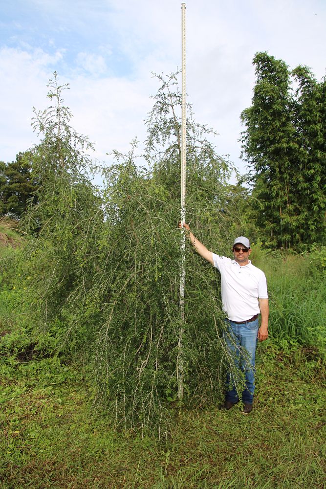 ilex-vomitoria-pendula-yaupon-holly-weeping