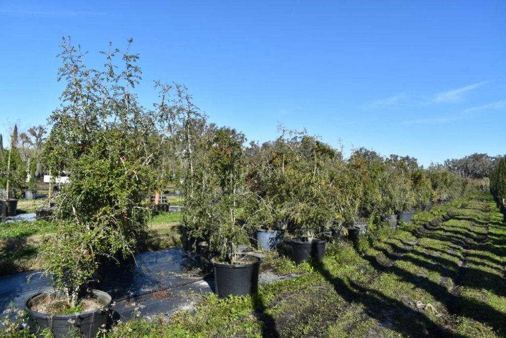 ilex-vomitoria-pendula-yaupon-holly-weeping