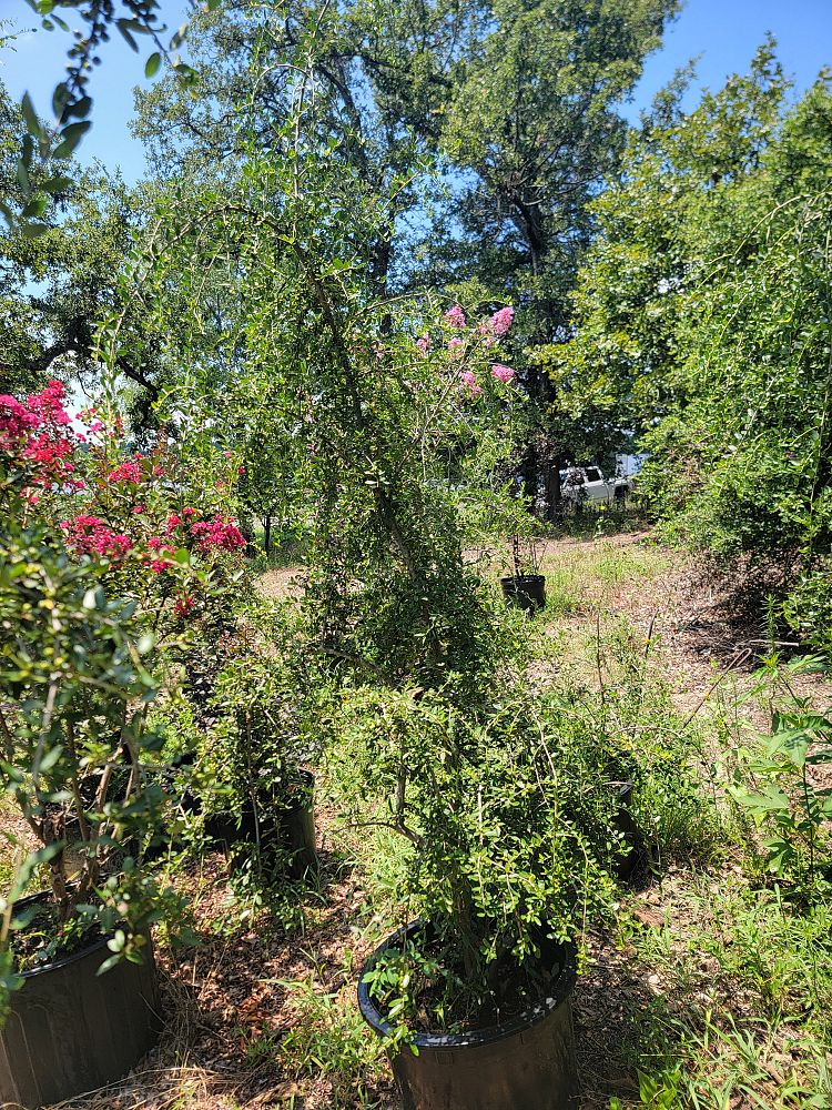 ilex-vomitoria-pendula-yaupon-holly-weeping