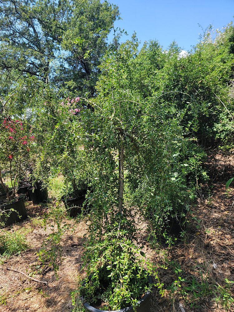 ilex-vomitoria-pendula-yaupon-holly-weeping