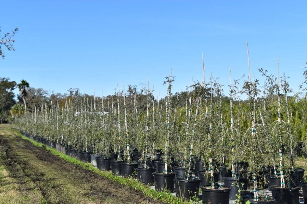 ilex-vomitoria-pendula-yaupon-holly-weeping