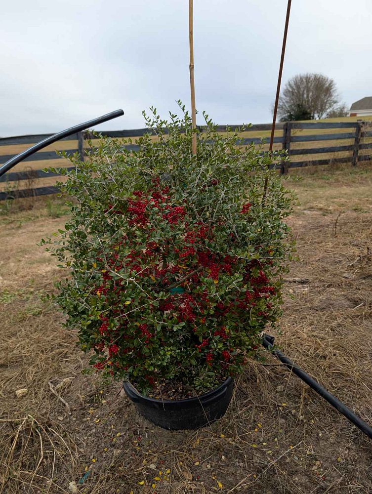 ilex-vomitoria-pride-of-houston-yaupon-holly