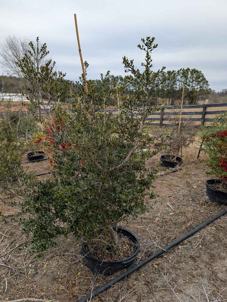 ilex-vomitoria-pride-of-houston-yaupon-holly