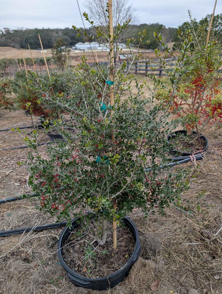 ilex-vomitoria-pride-of-houston-yaupon-holly