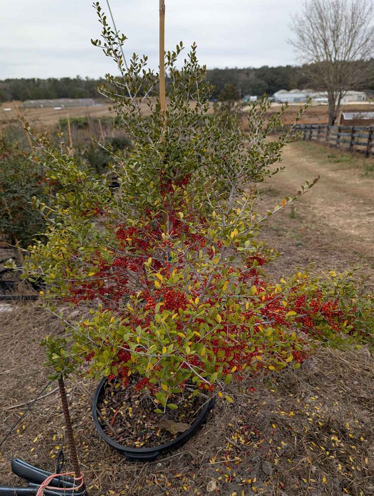 ilex-vomitoria-pride-of-houston-yaupon-holly