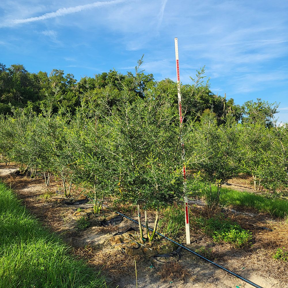 ilex-vomitoria-pride-of-houston-yaupon-holly