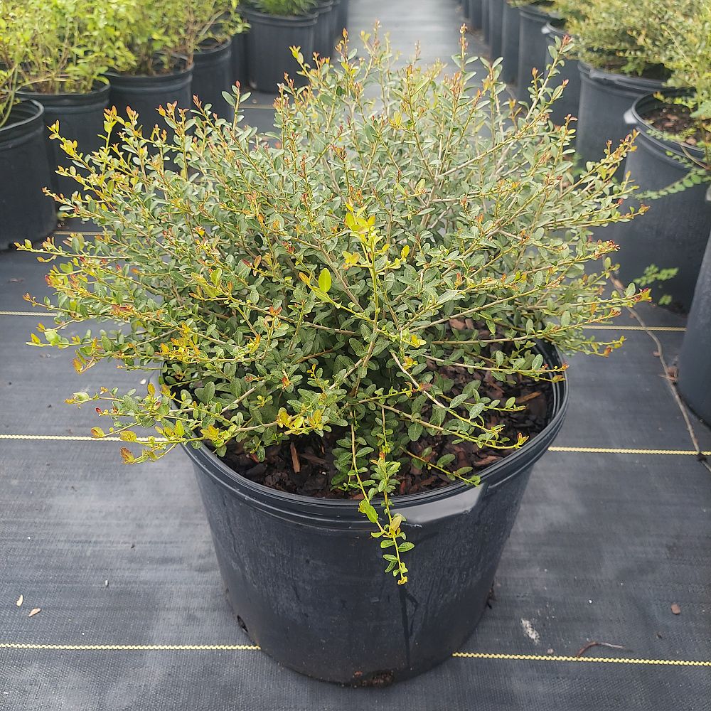 ilex-vomitoria-schillings-yaupon-holly-ilex-vomitoria-stokes-dwarf