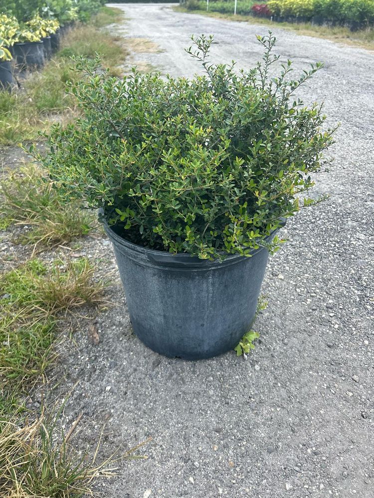 ilex-vomitoria-schillings-yaupon-holly-ilex-vomitoria-stokes-dwarf