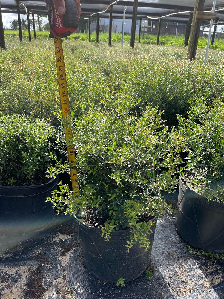 ilex-vomitoria-schillings-yaupon-holly-ilex-vomitoria-stokes-dwarf