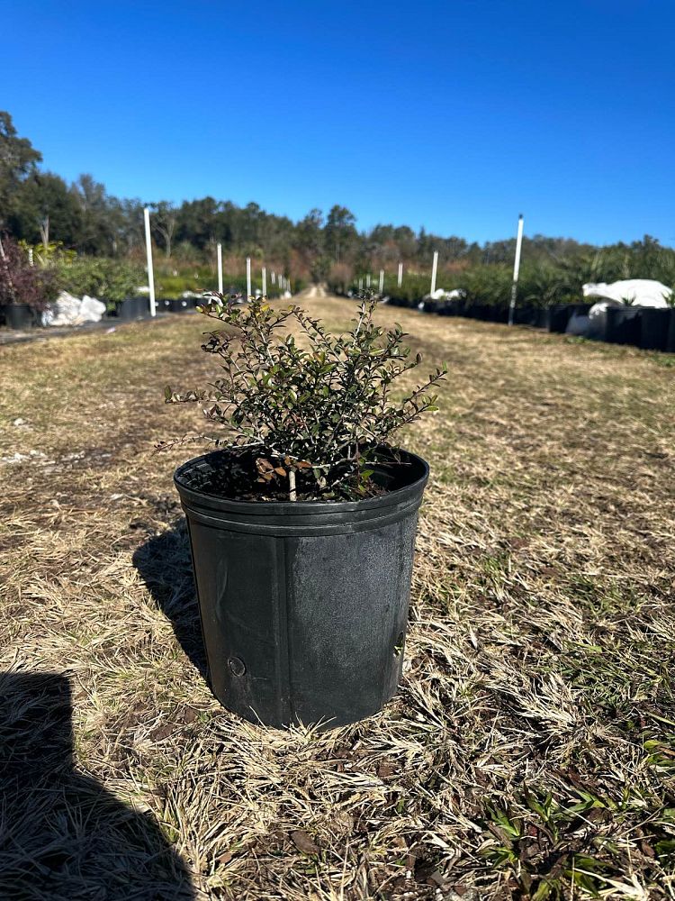 ilex-vomitoria-schillings-yaupon-holly-ilex-vomitoria-stokes-dwarf