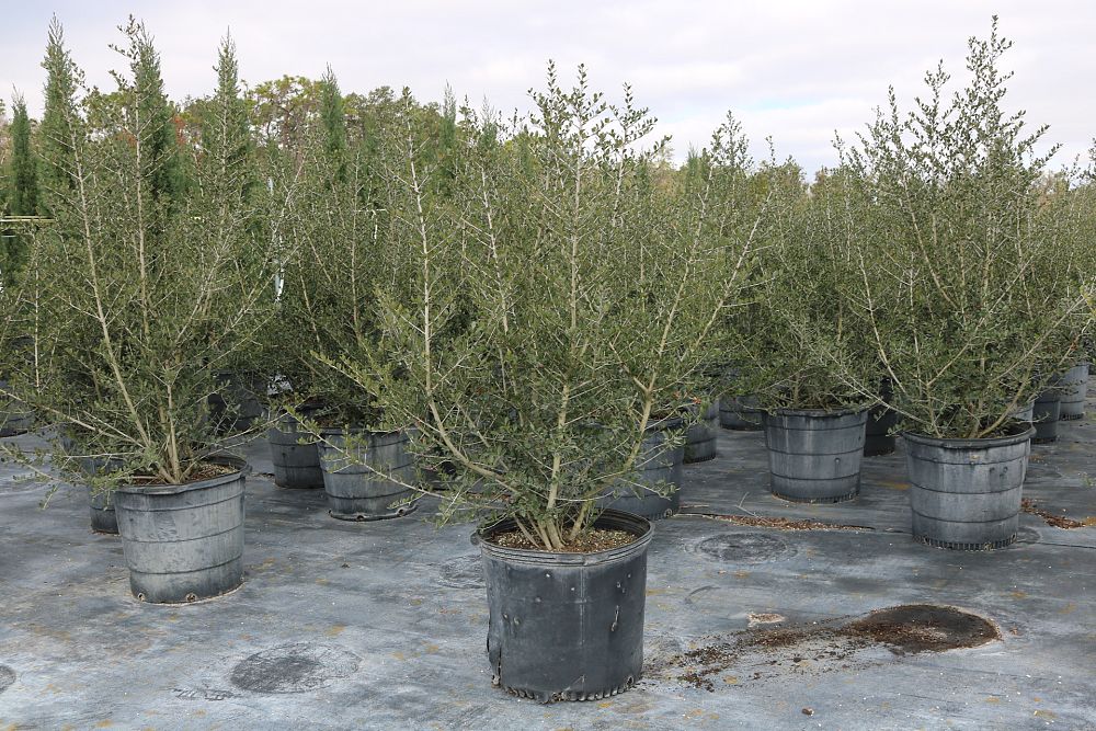 ilex-vomitoria-upright-yaupon-yaupon-holly