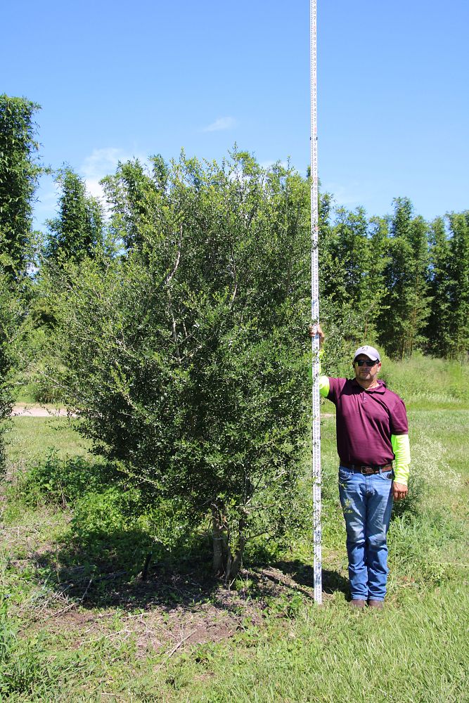 ilex-vomitoria-upright-yaupon-yaupon-holly