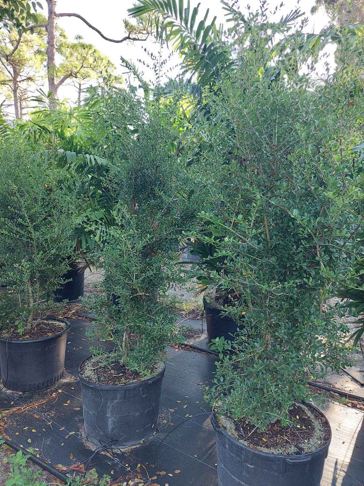 ilex-vomitoria-upright-yaupon-yaupon-holly