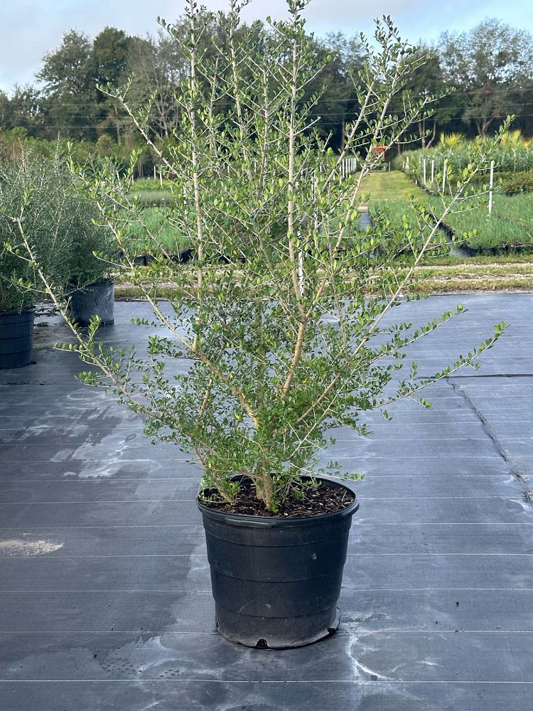 ilex-vomitoria-upright-yaupon-yaupon-holly