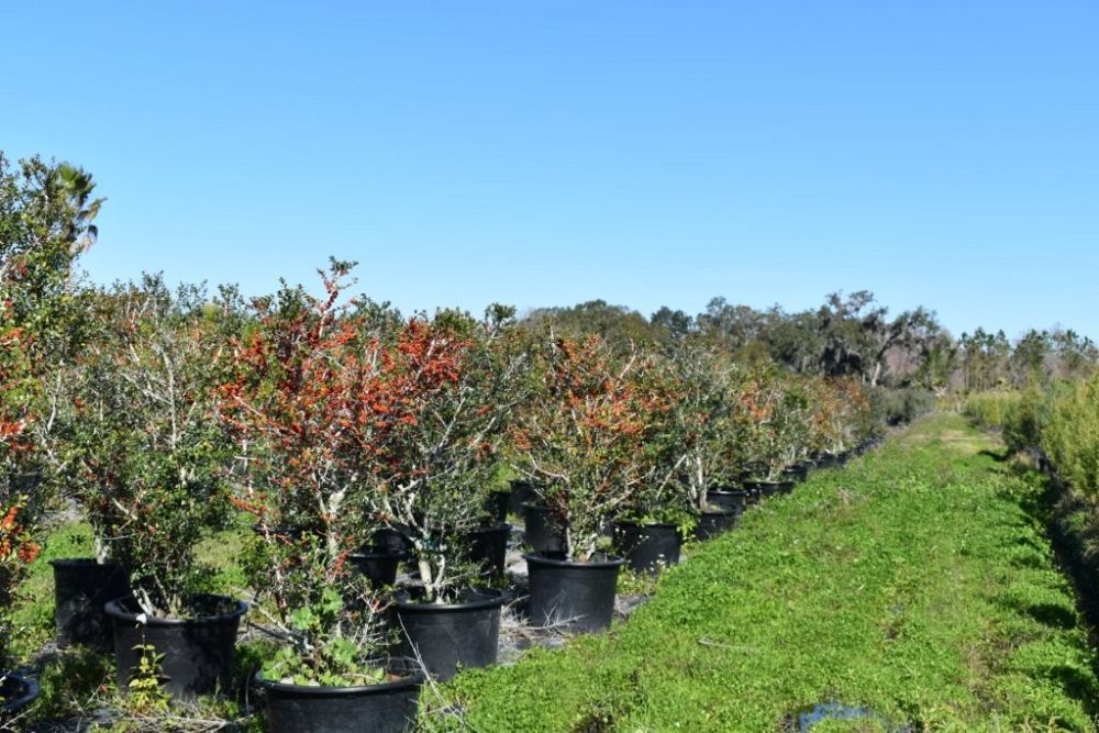 ilex-vomitoria-upright-yaupon-yaupon-holly