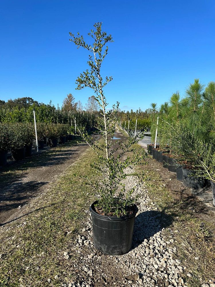 ilex-vomitoria-upright-yaupon-yaupon-holly