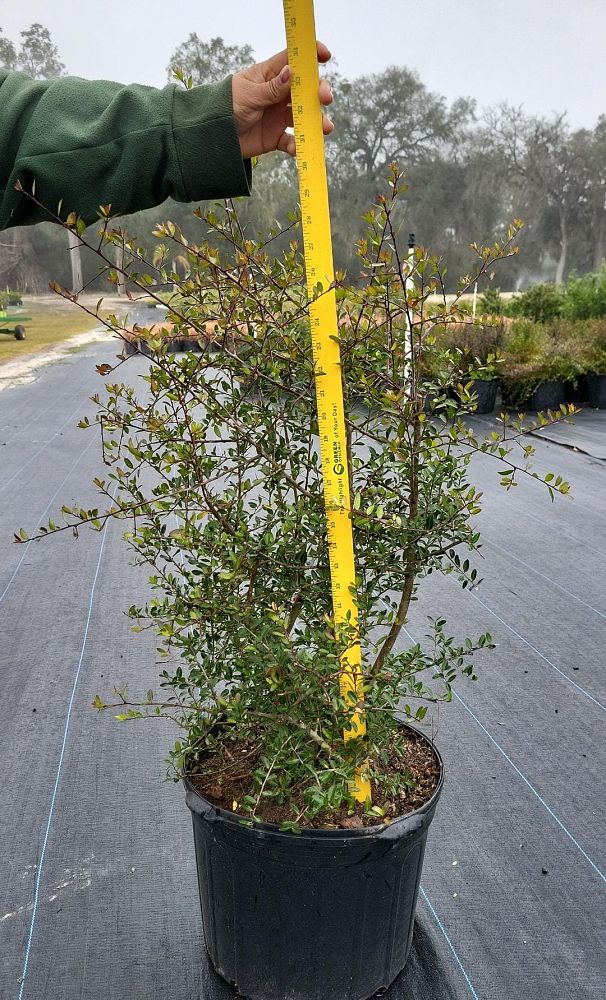 ilex-vomitoria-upright-yaupon-yaupon-holly