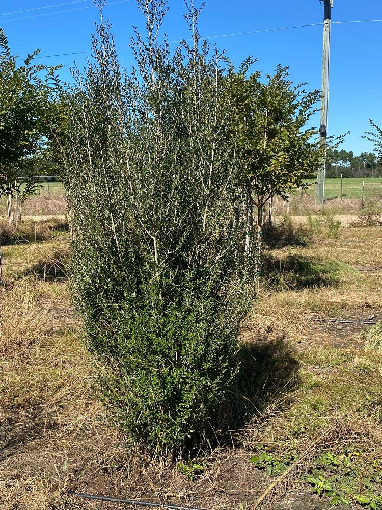 ilex-vomitoria-yaupon-holly