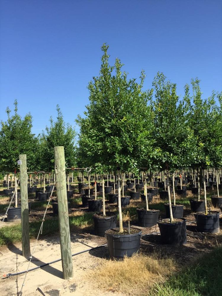 Becker Tree Farm & Nursery | plantANT.com