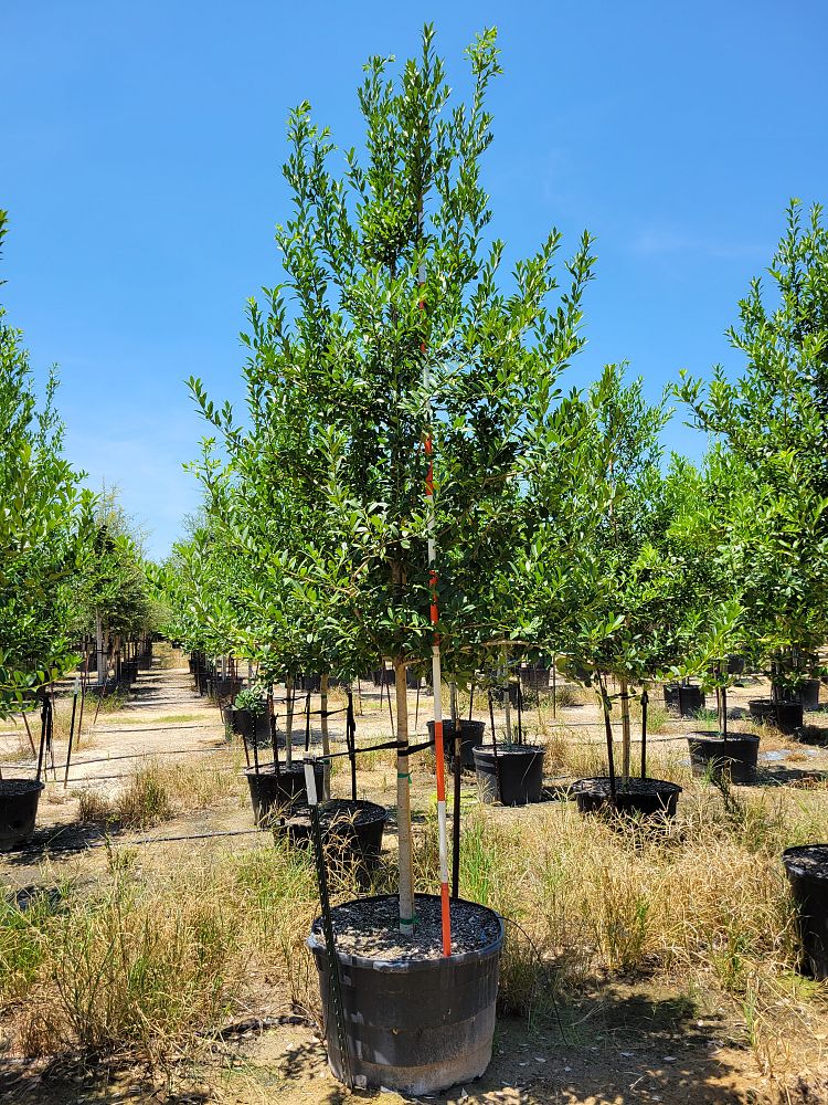 Sunbelt Trees | plantANT.com