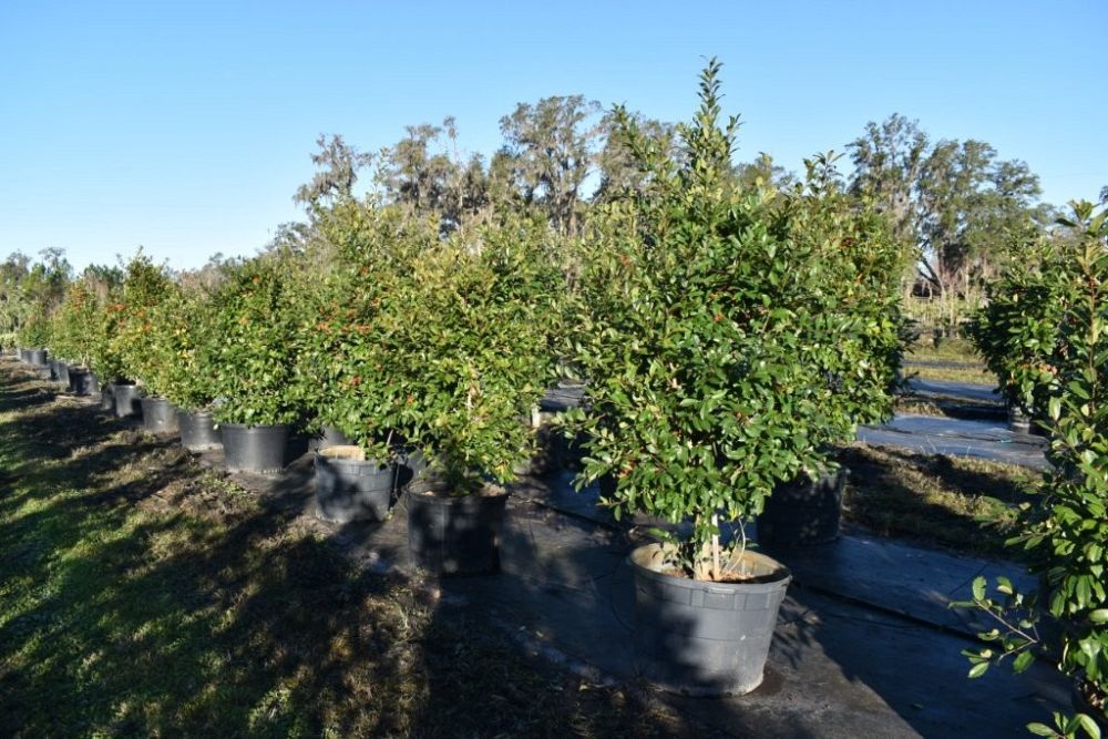 ilex-x-attenuata-eagleston-holly-eagleston-holly