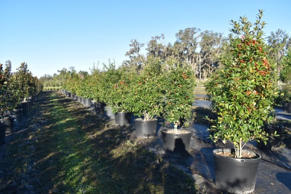 ilex-x-attenuata-eagleston-holly-eagleston-holly