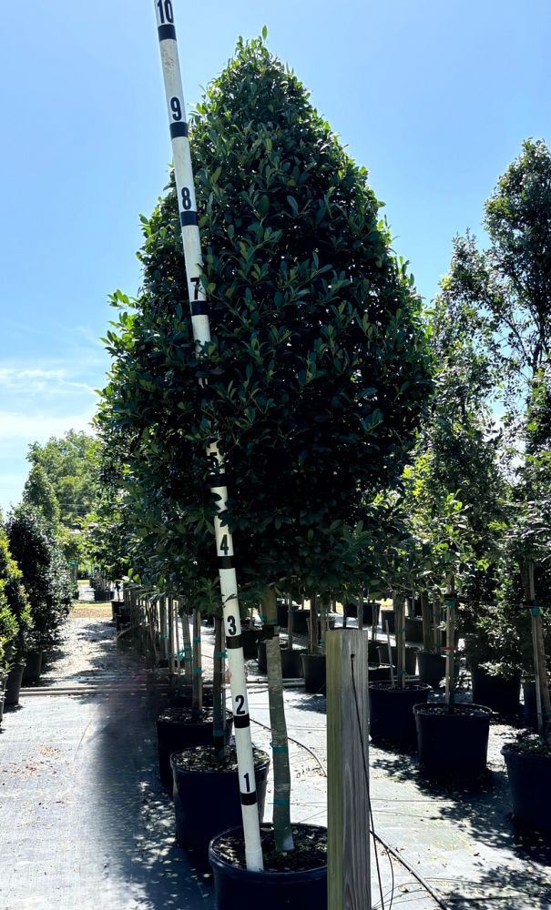 ilex-x-attenuata-eagleston-holly-eagleston-holly