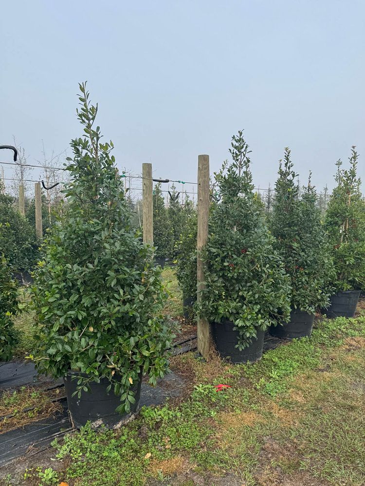 ilex-x-attenuata-eagleston-holly-eagleston-holly