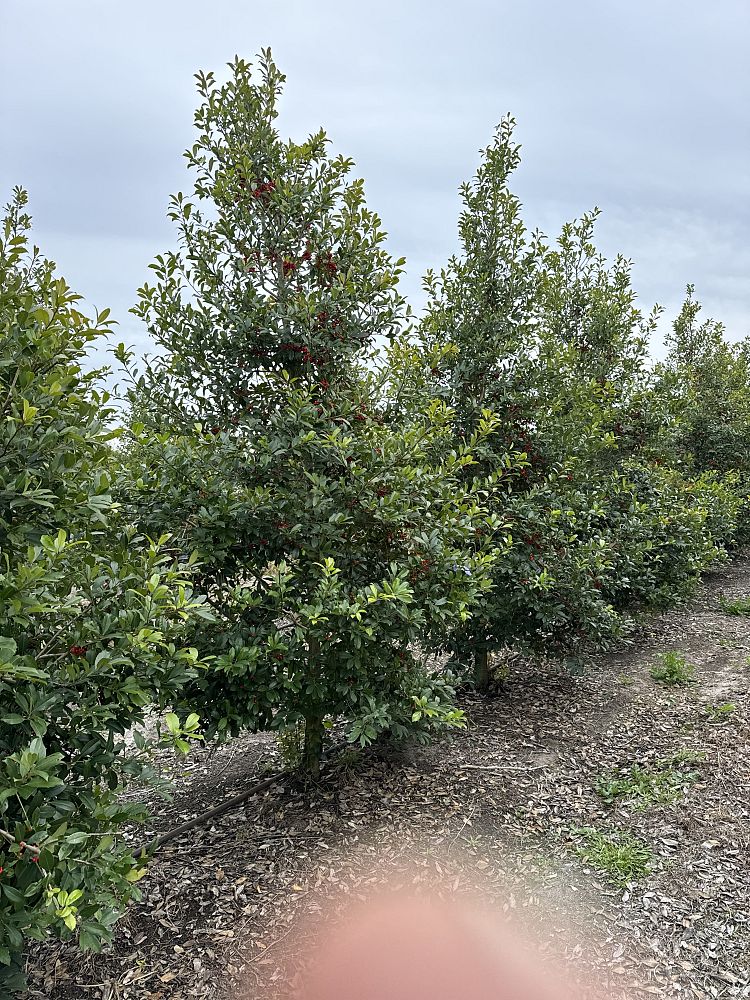 ilex-x-attenuata-eagleston-holly-eagleston-holly