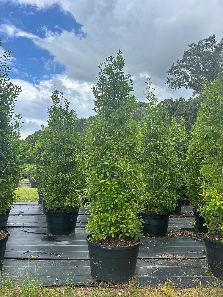 ilex-x-attenuata-eagleston-holly-eagleston-holly