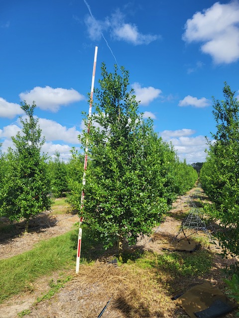 ilex-x-attenuata-eagleston-holly-eagleston-holly