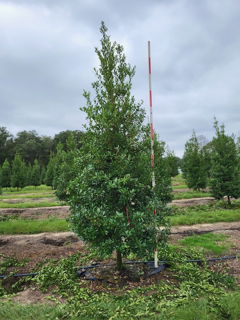 ilex-x-attenuata-eagleston-holly-eagleston-holly