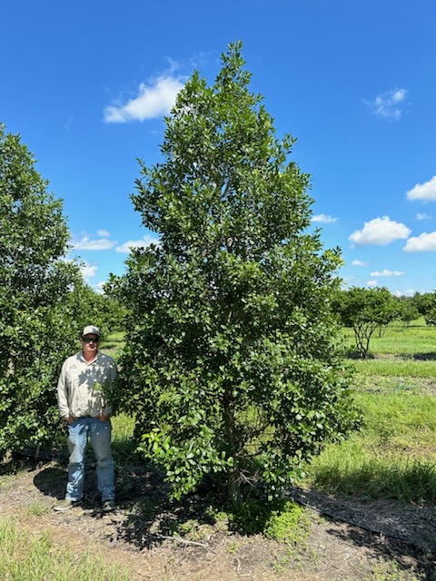 ilex-x-attenuata-eagleston-holly-eagleston-holly