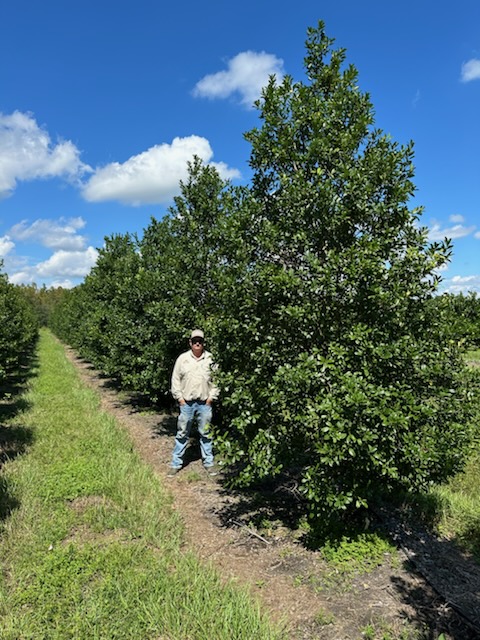 ilex-x-attenuata-eagleston-holly-eagleston-holly